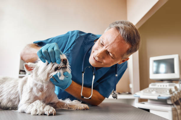 Best Broken or Chipped Tooth Repair in Singac, NJ
